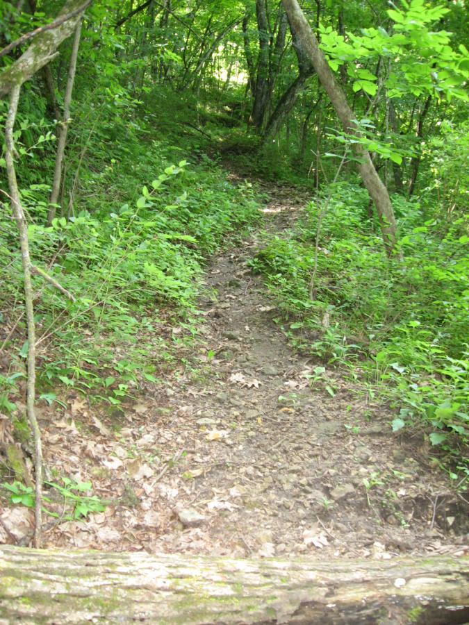 A narrow dirt trail winding through a lush green forest, surrounded by trees and various plants. The path is slightly rocky and appears to lead further into the woods, with scattered leaves on the ground. A fallen log is visible in the foreground. Bluff Trails mountain bike trail.