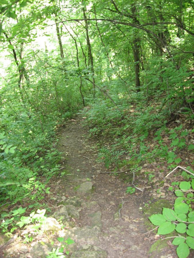 A narrow dirt path winding through a lush, green forest, surrounded by trees and underbrush. The sunlight filters through the leaves, creating a serene and natural atmosphere. Bluff Trails mountain bike trail.
