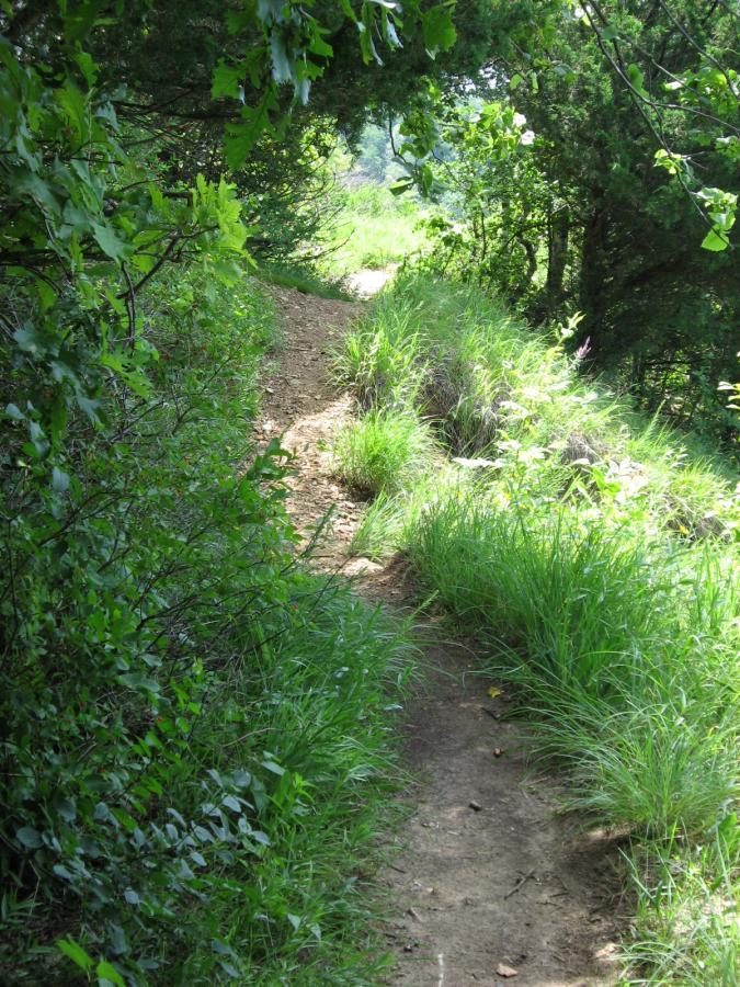 A narrow dirt path winds through lush greenery, flanked by tall grass and shrubs. The scene is illuminated by natural light filtering through the trees, creating a serene and inviting atmosphere for a nature walk. Bluff Trails mountain bike trail.