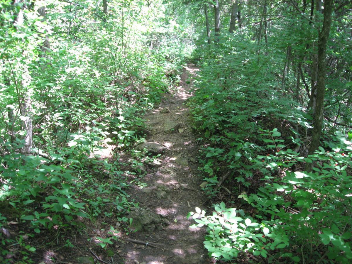 A narrow dirt path winding through a lush green forest, surrounded by dense foliage and sunlight filtering through the trees. Bluff Trails mountain bike trail.