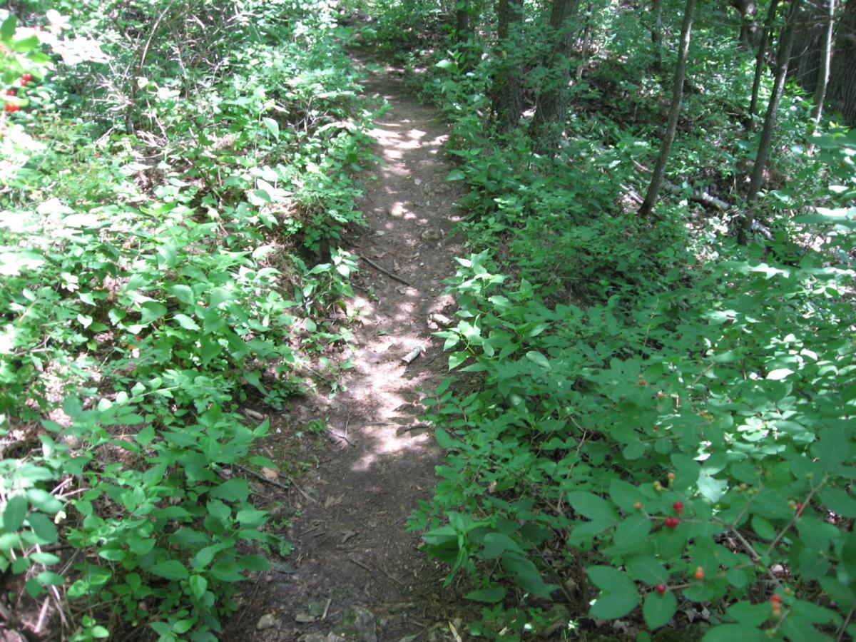 A narrow dirt trail surrounded by lush greenery in a wooded area, with various small plants and bushes lining the path. Sunlight filters through the trees, casting dappled shadows on the ground. Bluff Trails mountain bike trail.