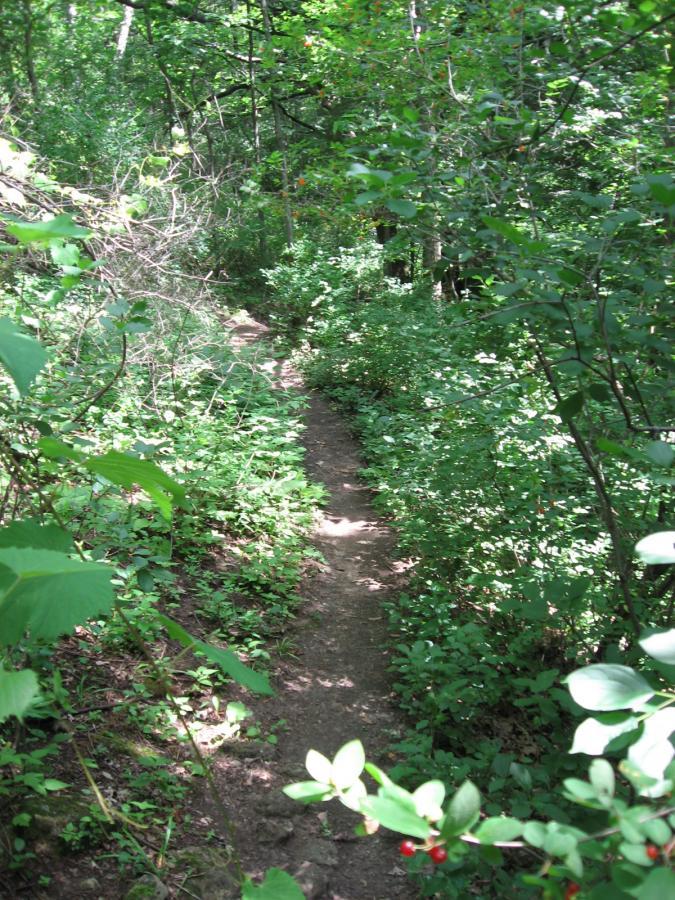 A narrow dirt path winding through a lush green forest, surrounded by dense foliage and small plants. Sunlight filters through the trees, casting dappled shadows on the trail. Bluff Trails mountain bike trail.