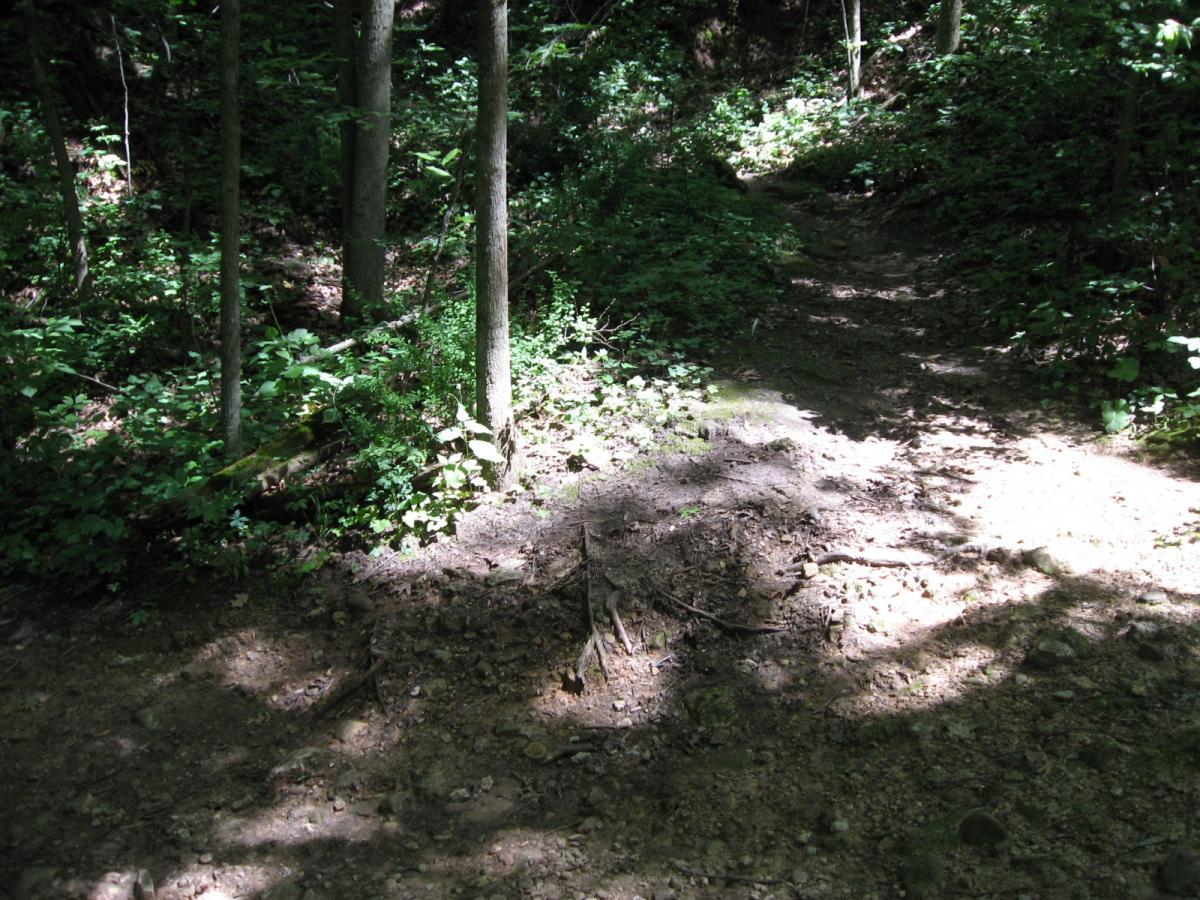 A narrow dirt path winding through a lush, green forest. Sunlight illuminates parts of the ground, highlighting the shadows cast by trees and shrubs. The path is bordered by dense vegetation, creating a serene and natural setting. Bluff Trails mountain bike trail.