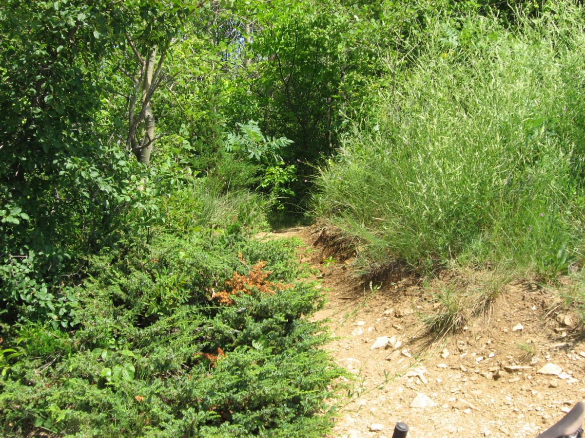 A narrow dirt path winding through lush greenery, surrounded by various shrubs and trees, under bright sunlight. The landscape features a mix of vibrant leaves and dry ground, creating a natural outdoor setting. Bluff Trails mountain bike trail.