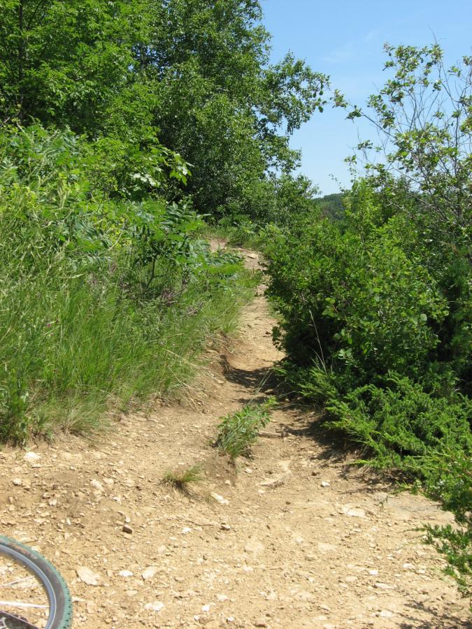 A narrow dirt trail winding through lush greenery on a sunny day, with trees and bushes lining the path. The trail appears well-trodden, indicating use for hiking or biking. Bluff Trails mountain bike trail.