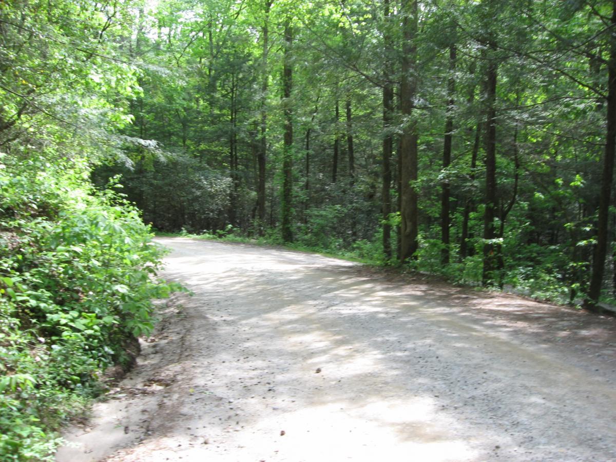 A winding, unpaved road surrounded by lush green trees and vegetation in a serene forest setting. Sunlight filters through the leaves, creating dappled shadows on the ground. Hickory Nut mountain bike trail.