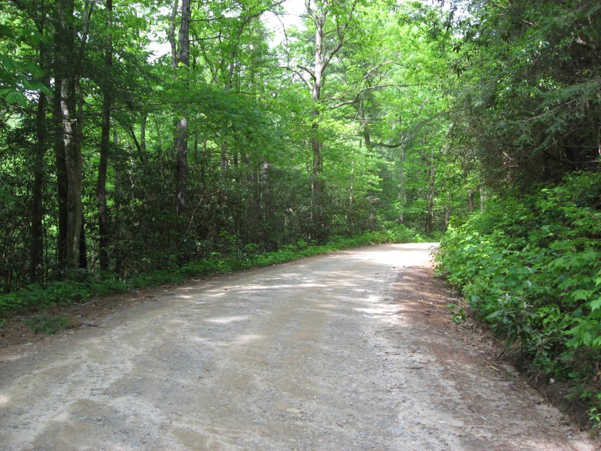 A gravel road winding through a lush green forest, surrounded by tall trees and dense underbrush, under a bright blue sky. Hickory Nut mountain bike trail.