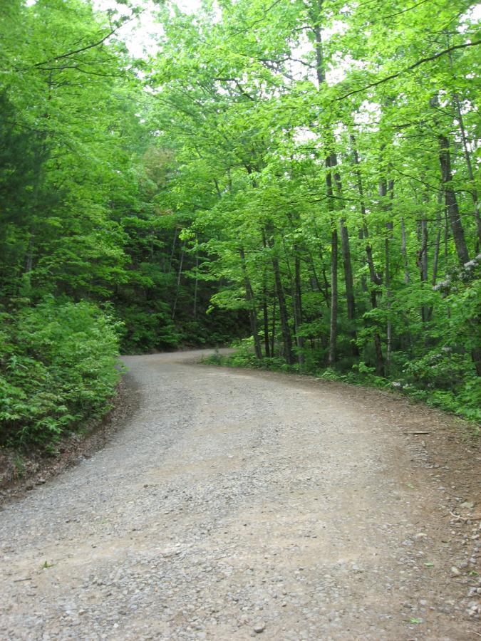 A winding gravel road surrounded by lush green trees and dense foliage, leading into a serene forested area. Hickory Nut mountain bike trail.