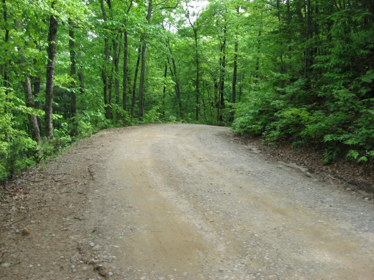 A winding dirt road surrounded by lush green trees and foliage, leading into a forested area. Sunlight filters through the leaves, creating a serene and peaceful atmosphere. Hickory Nut mountain bike trail.