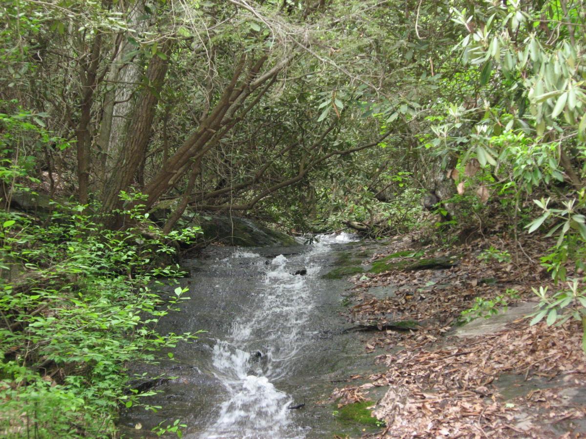 A serene view of a small stream flowing through a lush, green forest. The stream is bordered by rocks and surrounded by dense vegetation, including bushes and trees, creating a tranquil natural setting. Leaves are scattered on the ground, adding to the woodland ambiance. Hickory Nut mountain bike trail.