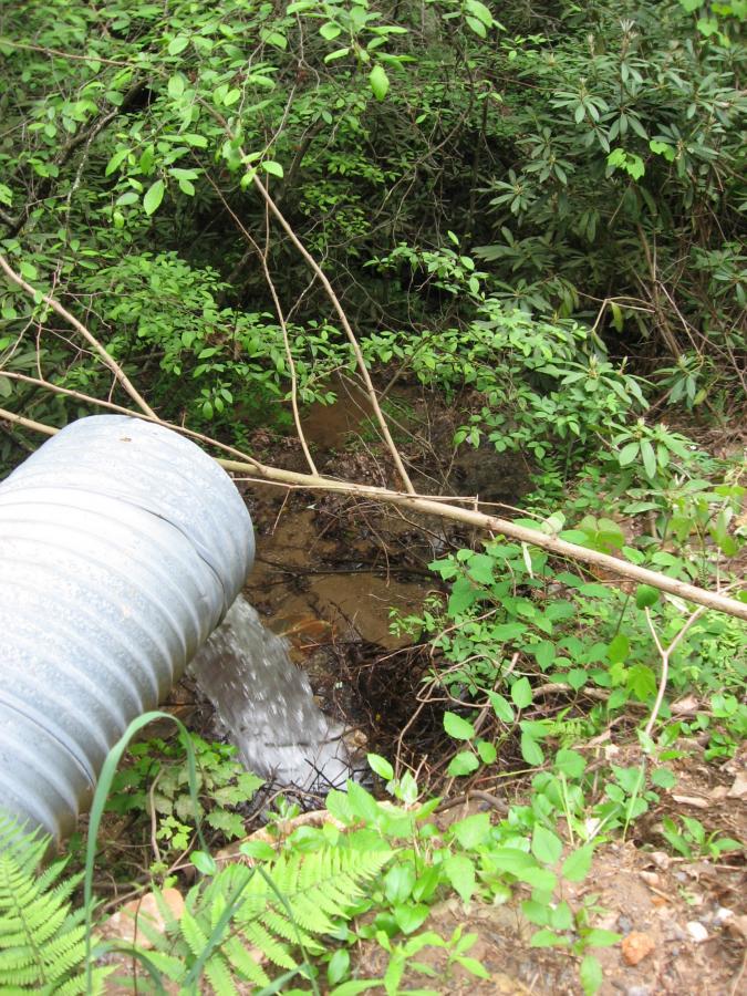A metallic pipe discharges water into a small, muddy stream surrounded by lush green foliage and underbrush. Ferns and various plants are visible in the foreground, and branches from nearby trees extend across the scene. Hickory Nut mountain bike trail.