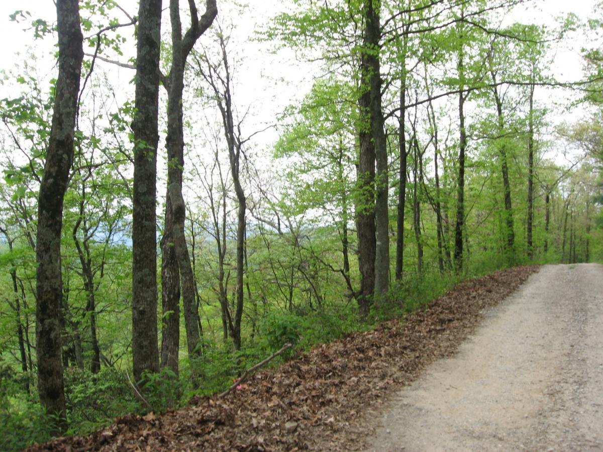 A gravel road running through a lush green forest filled with tall trees, displaying fresh spring foliage. The terrain is slightly sloped, with fallen leaves along the roadside and a distant view of hills in the background under a cloudy sky. Hickory Nut mountain bike trail.