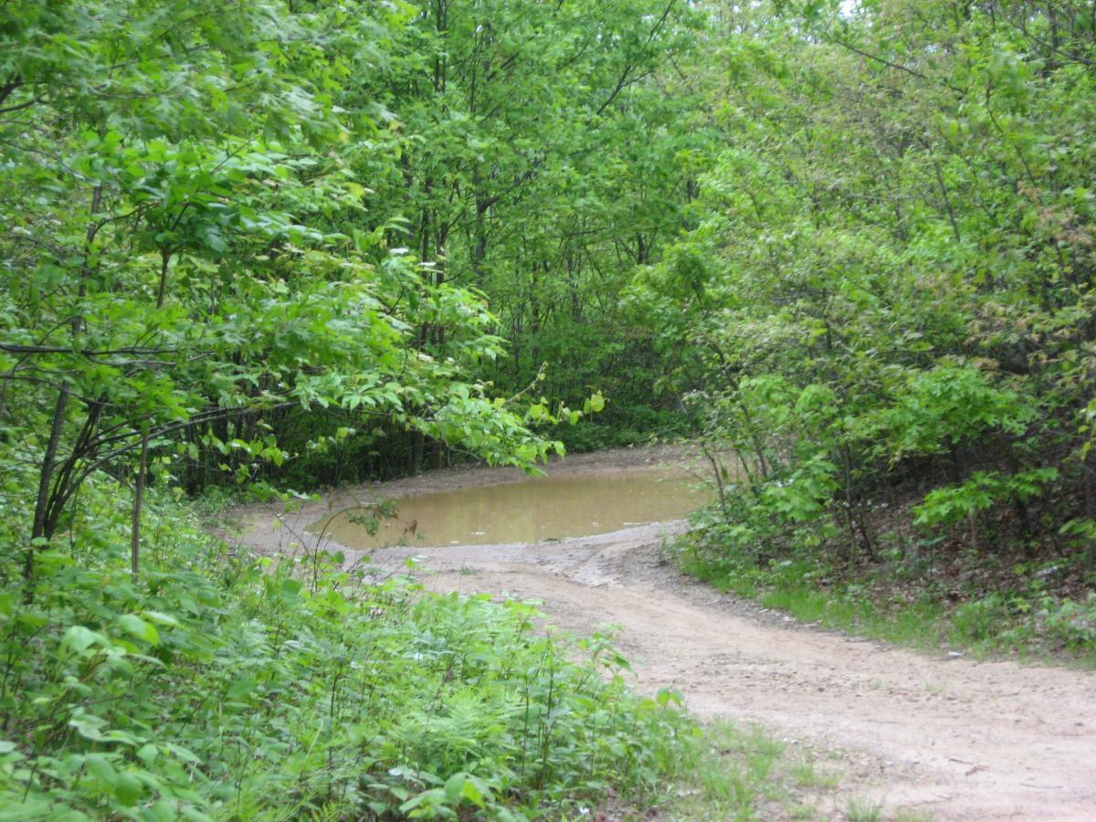 A dirt path curving through a lush green forest, leading to a small muddy pond surrounded by dense foliage. Hickory Nut mountain bike trail.
