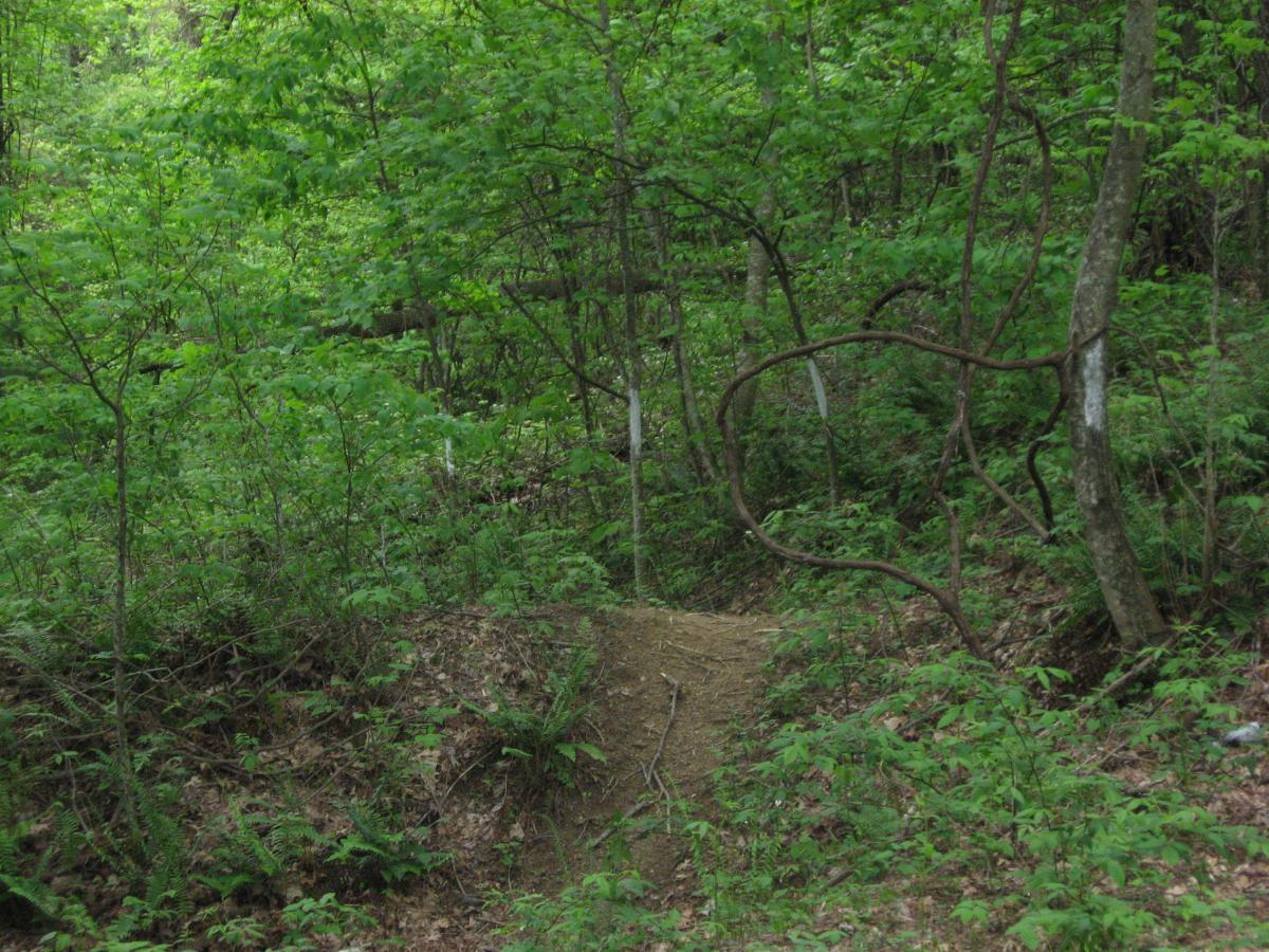A serene forest scene with lush green foliage, including small trees, bushes, and ferns. A partial dirt path is visible, leading into the dense greenery, evoking a sense of tranquility and nature. Hickory Nut mountain bike trail.
