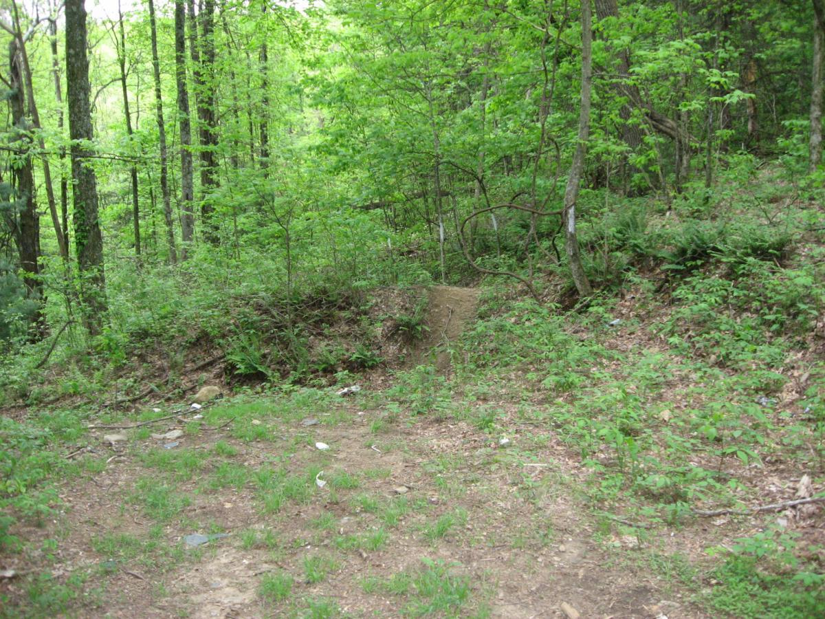 A lush, green forest scene with towering trees, dense underbrush, and a dirt path leading into the woods. The ground is mostly bare with patches of grass and scattered rocks, indicating a natural, unpaved area. Bright green leaves and ferns add to the vibrant, serene atmosphere of the landscape. Hickory Nut mountain bike trail.