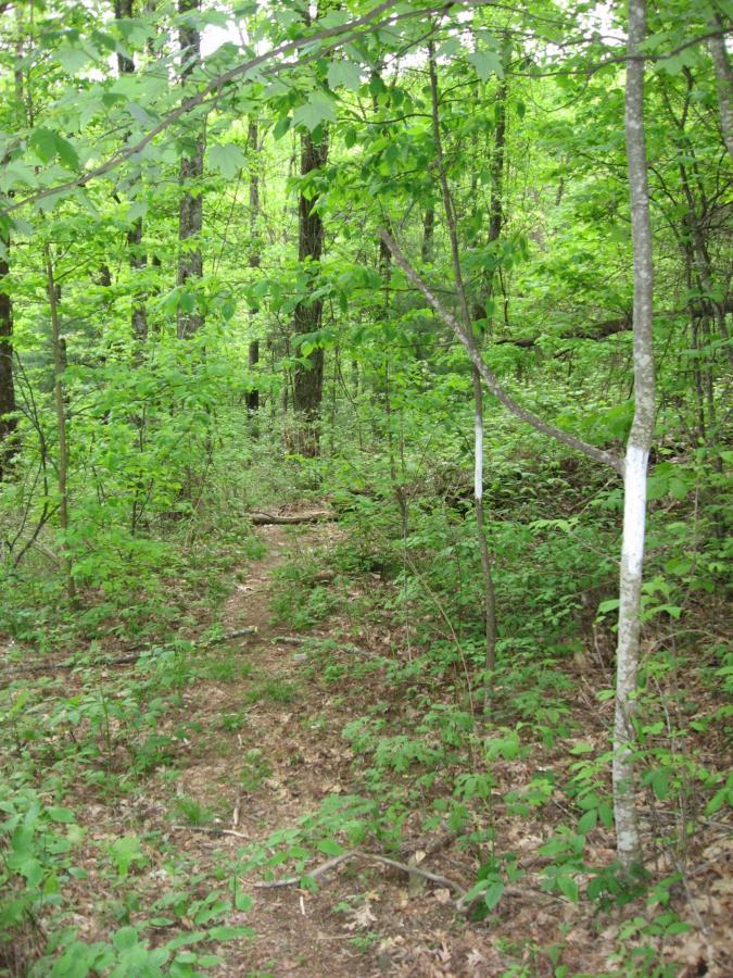 A narrow dirt path winding through a lush green forest, surrounded by vibrant leaves and trees. The scene captures the tranquility of nature, with sunlight filtering through the foliage. Hickory Nut mountain bike trail.