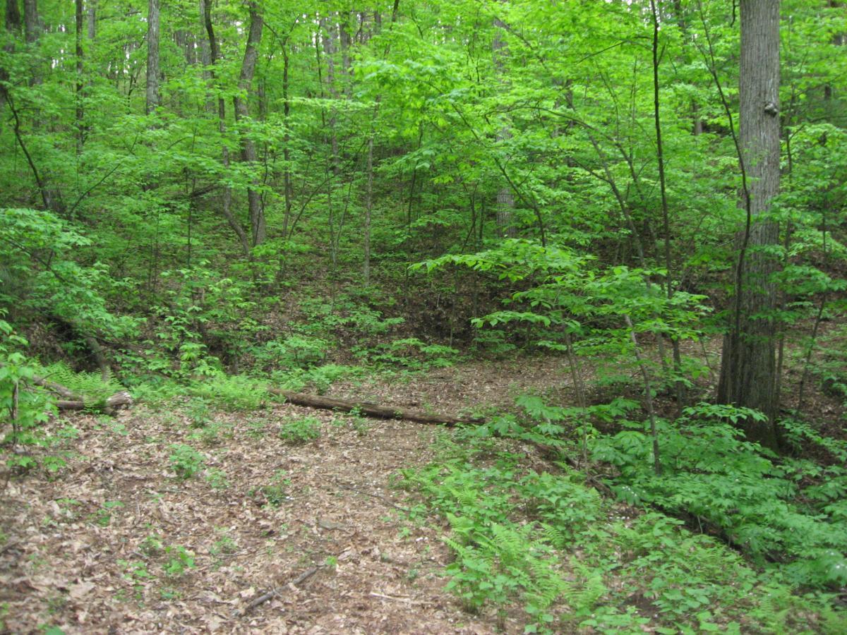 A lush green forest scene featuring dense foliage, young trees, and patches of sunlight filtering through the leaves. The ground is covered in a mix of fallen leaves and small plants, with a few logs scattered in the area, creating a serene natural environment. Hickory Nut mountain bike trail.
