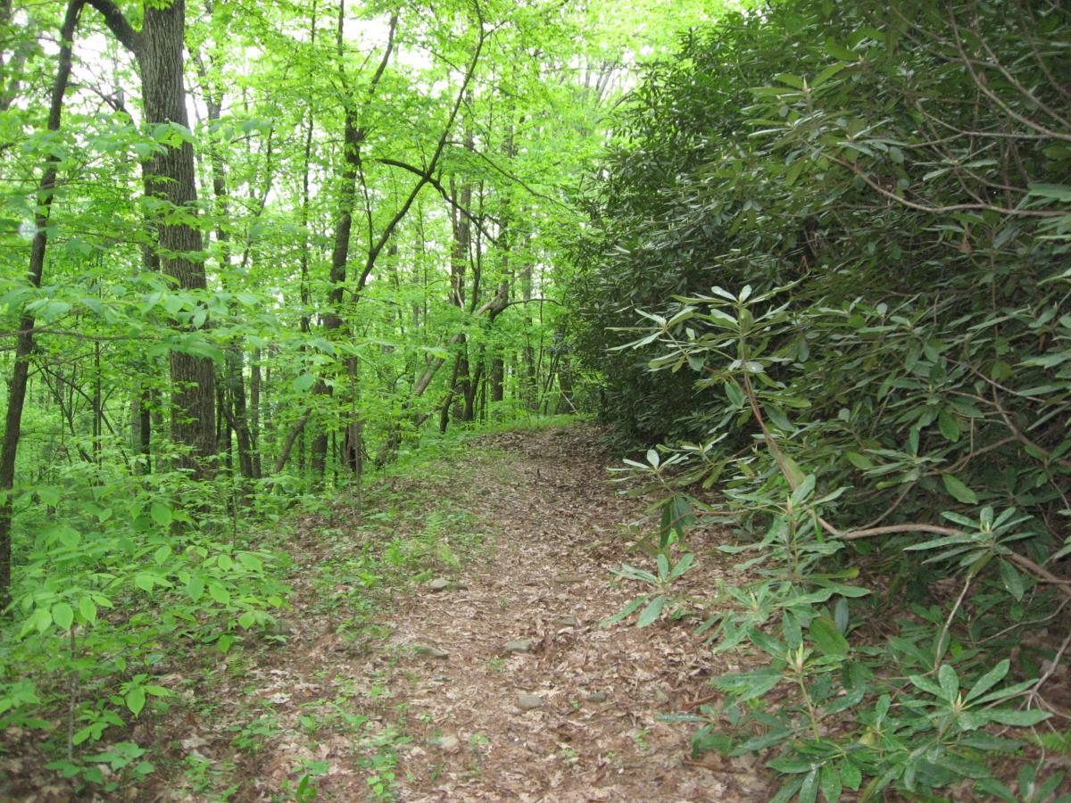 A narrow trail winds through a dense forest, surrounded by lush green foliage and tall trees. The ground is covered with fallen leaves and small plants, creating a serene and natural path for hikers. Hickory Nut mountain bike trail.