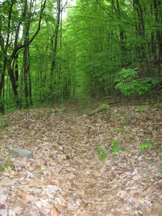 A narrow dirt path winding through a lush, green forest, with tall trees on either side and a carpet of fallen leaves covering the ground. Hickory Nut mountain bike trail.