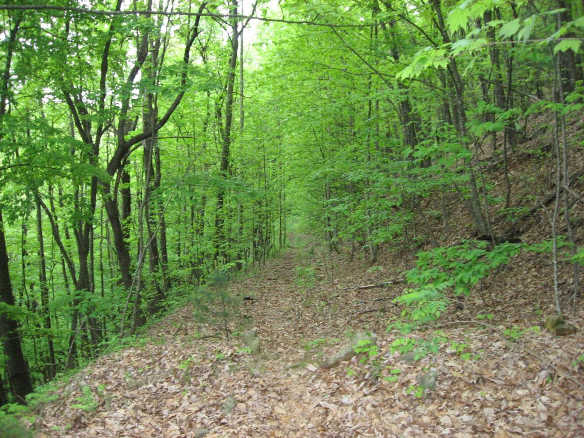 A serene forest path surrounded by lush green trees, with a carpet of brown leaves on the ground. The light filters through the canopy, creating a tranquil atmosphere in the woods. Hickory Nut mountain bike trail.