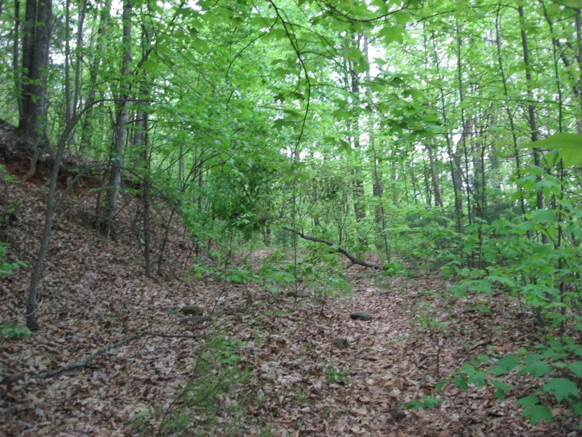 A tranquil forest scene showing a path covered in fallen leaves, surrounded by lush green foliage and trees. Sunlight filters through the leaves, creating a serene and natural atmosphere. Hickory Nut mountain bike trail.
