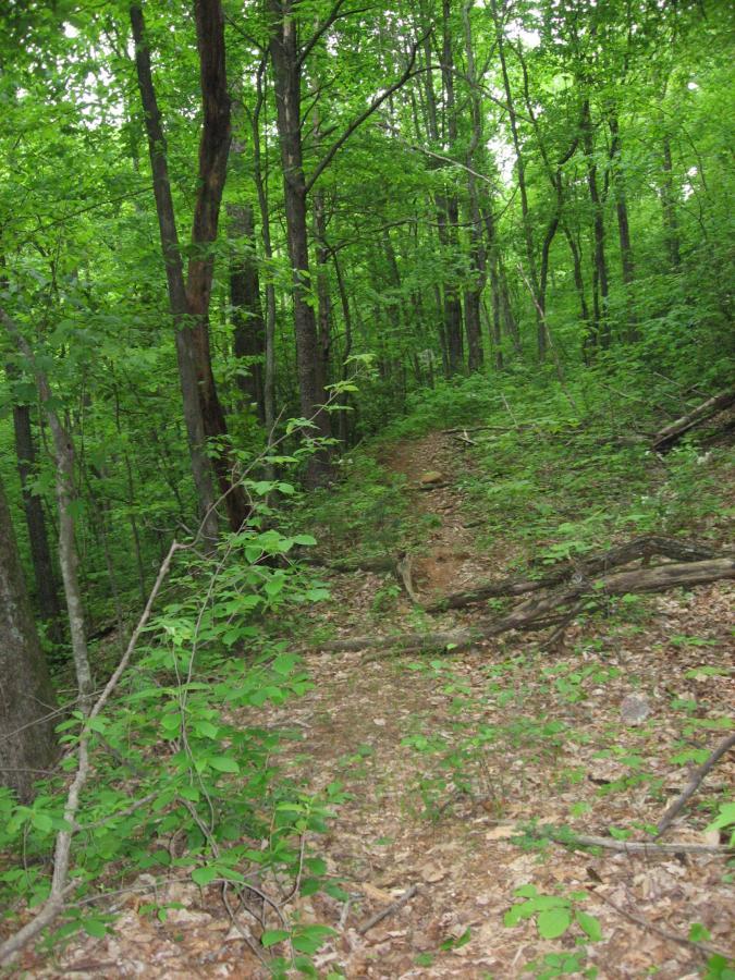 A narrow dirt path winding through a lush, green forest, surrounded by tall trees and dense underbrush. The ground is covered in leaves and small plants, creating a serene and natural atmosphere. Hickory Nut mountain bike trail.