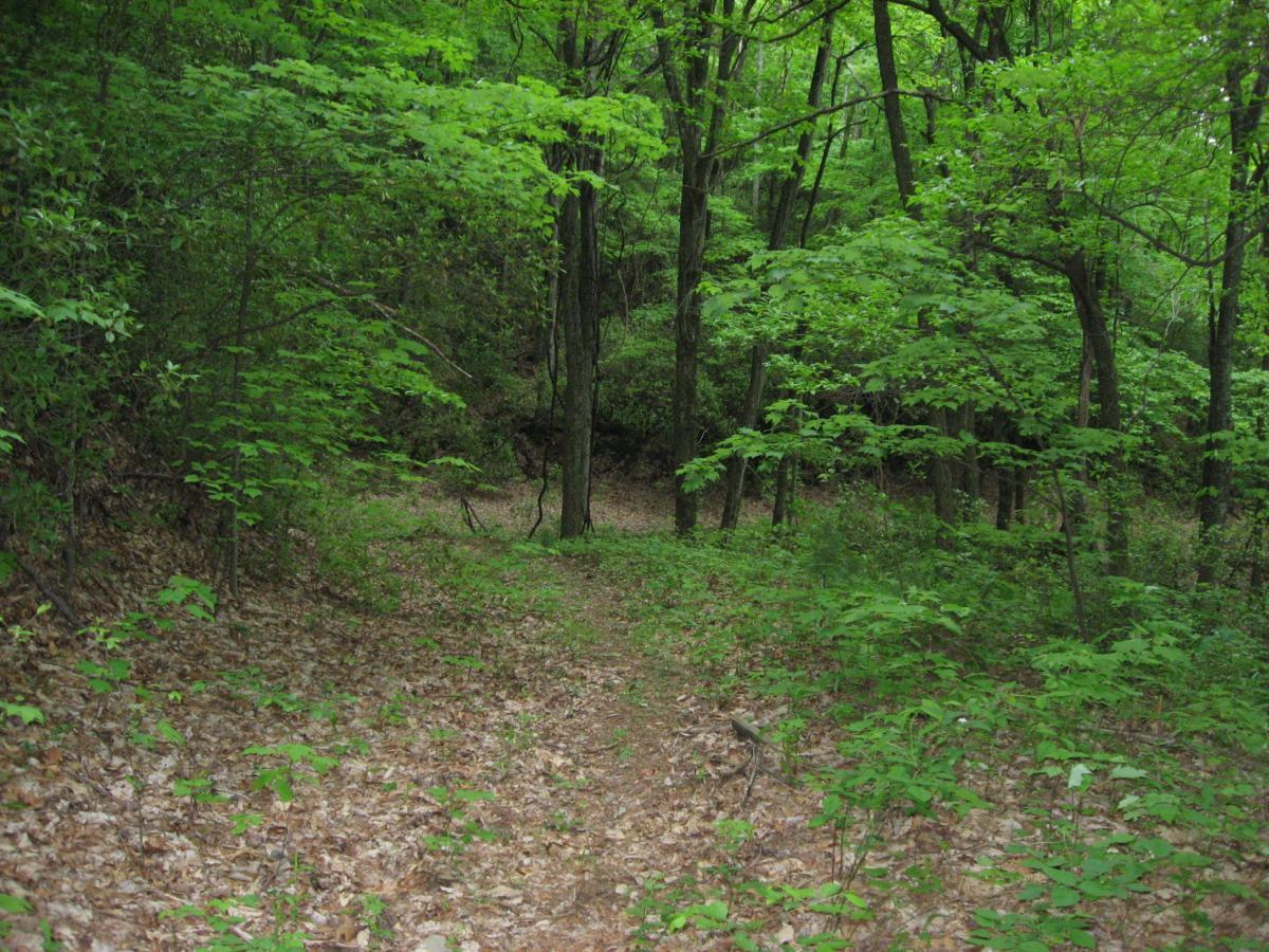 A winding dirt path through a lush, green forest, surrounded by vibrant foliage and tall trees. The ground is covered with a mix of leaves and plant life, creating a serene, natural setting. Hickory Nut mountain bike trail.