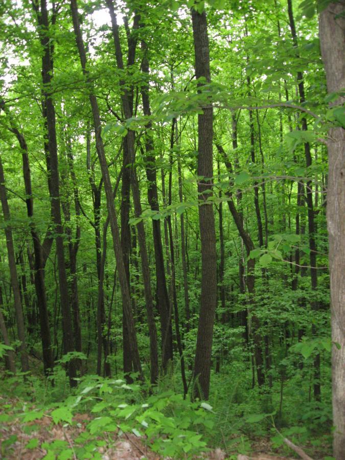 A dense forest scene featuring tall, straight trees with vibrant green foliage, surrounded by lush underbrush. The image captures a serene and verdant natural environment. Hickory Nut mountain bike trail.