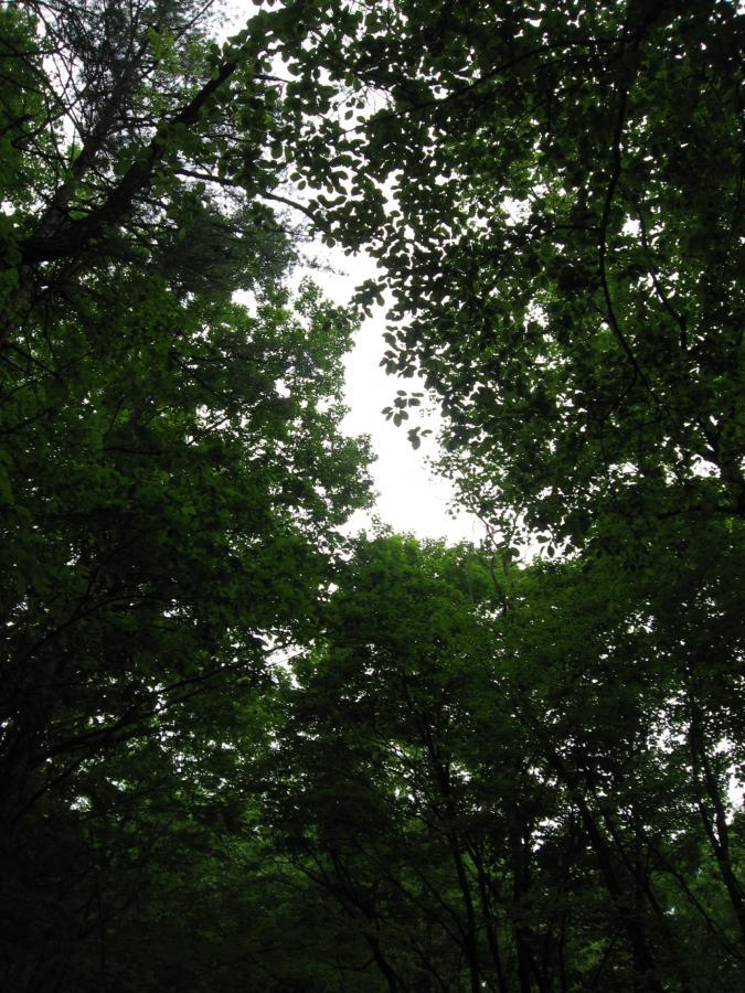 A view looking up through a dense cluster of green tree branches and leaves, with a bright, cloudy sky visible in the background. The foliage creates a natural canopy, emphasizing the lushness of the surroundings. Hickory Nut mountain bike trail.