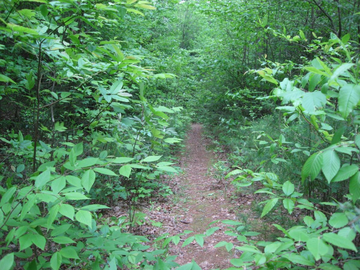 A narrow walking path through a lush green forest, surrounded by vibrant green foliage and small trees, inviting exploration into nature. Hickory Nut mountain bike trail.