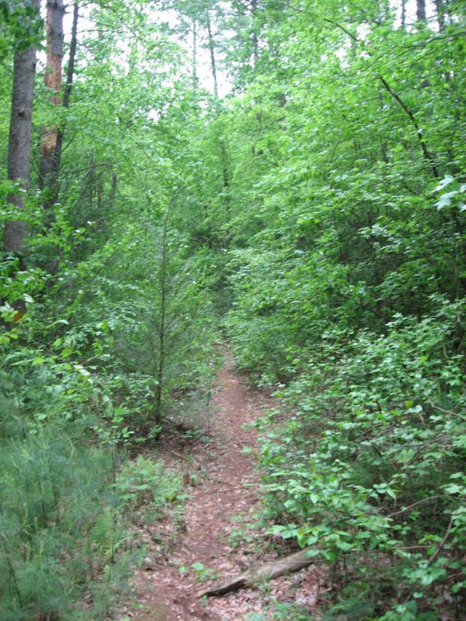 A narrow dirt path winding through a dense green forest filled with tall trees and lush undergrowth. Hickory Nut mountain bike trail.