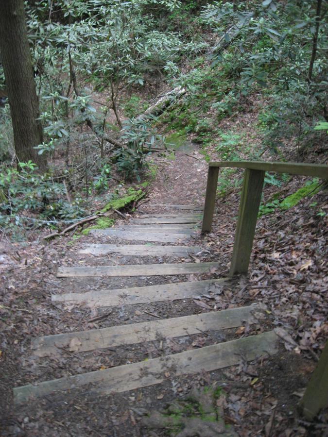Wooden steps lead down a forested trail, surrounded by lush greenery and leaf litter. The path is partially shaded by trees and vegetation, creating a serene natural atmosphere. Hickory Nut mountain bike trail.