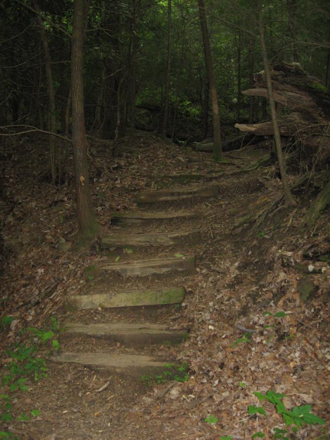 A narrow, winding set of wooden steps leads up a forested path, surrounded by tall trees and lush greenery. The ground is covered with fallen leaves and forest debris, creating a natural, earthy atmosphere. The scene is dappled with soft, diffused light filtering through the tree canopy. Hickory Nut mountain bike trail.