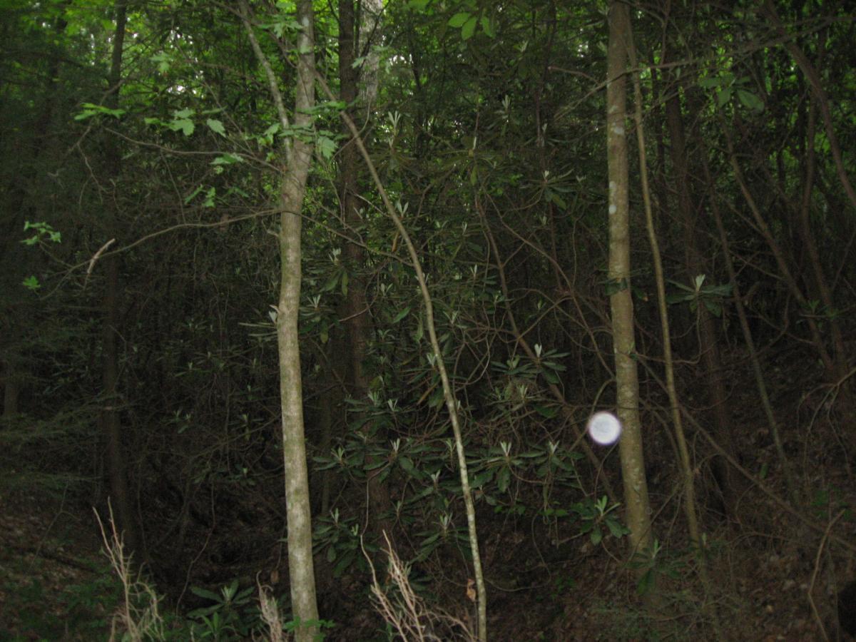 A dense forest scene featuring tall trees and lush greenery, with various branches and leaves creating a natural, shaded environment. Some underbrush is visible in the foreground, while the background remains darker, suggesting depth within the woods. A faint orb can be seen near the center of the image. Hickory Nut mountain bike trail.
