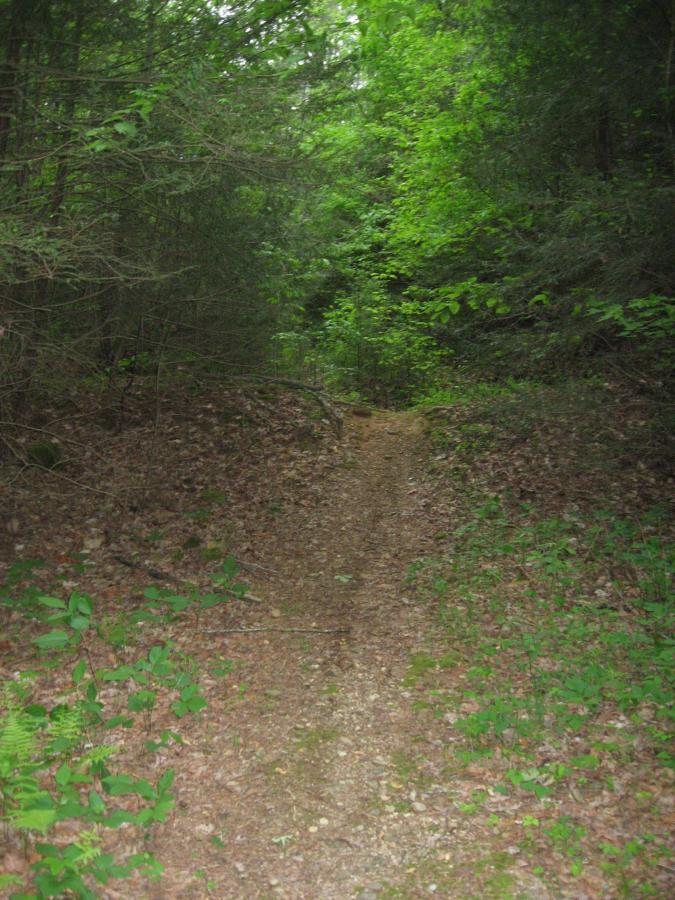 A narrow dirt path winding through a dense forest, surrounded by lush green foliage and fallen leaves. Sunlight filters through the trees, highlighting the vibrant greenery along the trail. Hickory Nut mountain bike trail.
