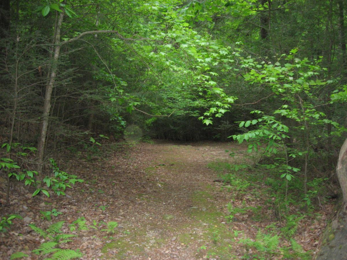 A secluded pathway surrounded by lush green foliage and trees, leading into a dense forest. The ground is covered with leaves and moss, suggesting a tranquil and natural environment. Hickory Nut mountain bike trail.