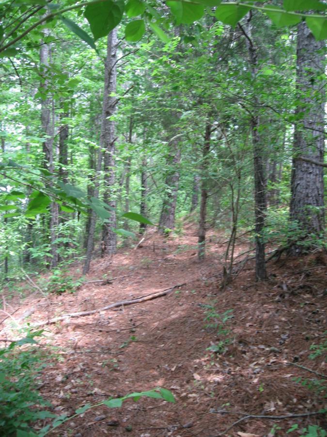 A serene forest pathway surrounded by tall trees and lush greenery, with sunlight filtering through the leaves onto the ground covered in fallen pine needles. Riverbend mountain bike trail.