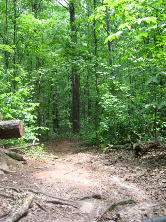 A narrow dirt path winding through a lush green forest, surrounded by tall trees and dense foliage. Sunlight filters through the leaves, casting dappled shadows on the ground. Logs and branches are scattered along the pathway, creating a natural, rustic atmosphere. Lake Herrick mountain bike trail.