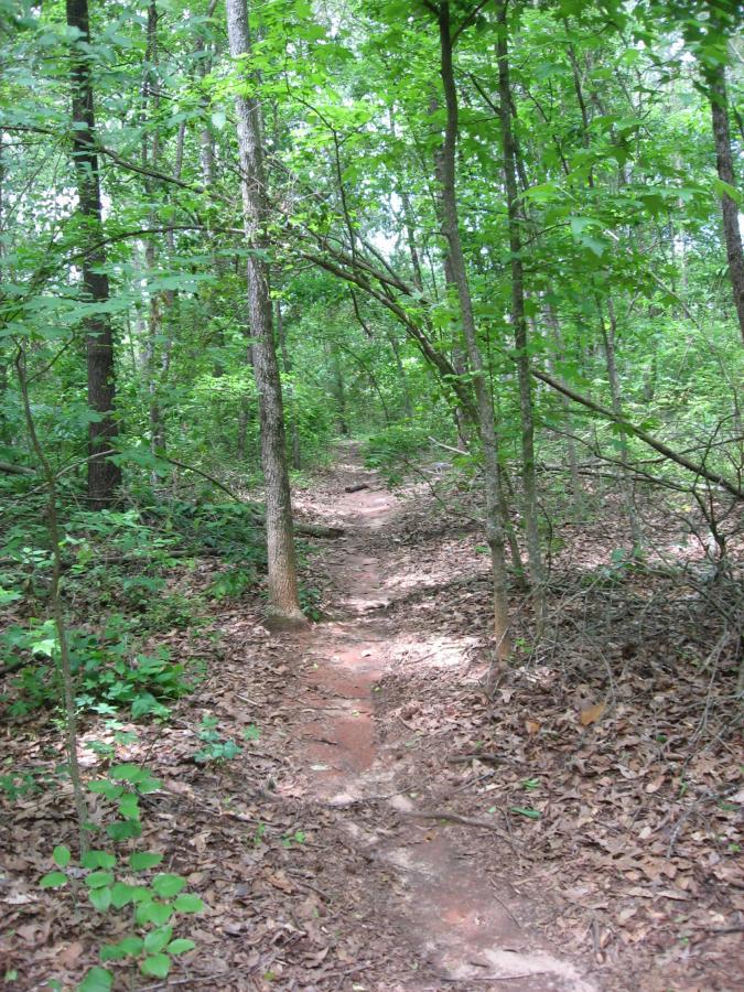 A narrow dirt path winding through a dense green forest, surrounded by tall trees and a carpet of leaves on the ground. The sunlight filters through the foliage, creating a serene and natural atmosphere. Lake Herrick mountain bike trail.