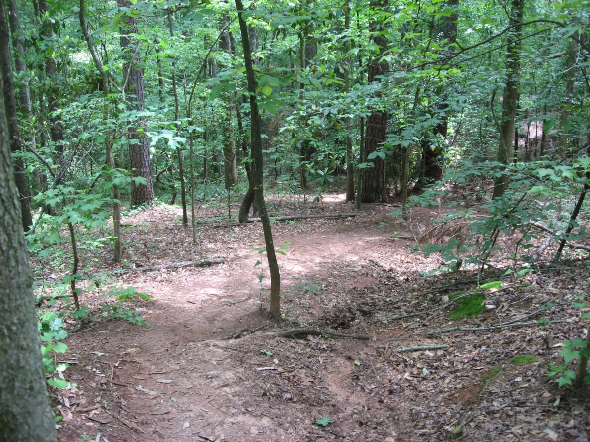A winding dirt path through a dense forest, surrounded by tall trees and lush green foliage. The ground is covered with leaves and small twigs, creating a natural, serene atmosphere. Lake Herrick mountain bike trail.