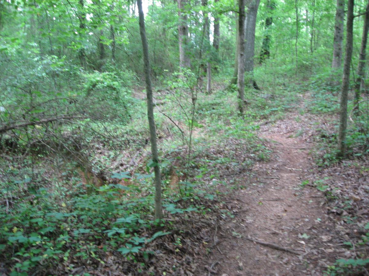 A winding dirt trail surrounded by lush greenery in a forested area, with trees and underbrush on either side. The path is partially obscured by leaves and small plants, creating a natural, serene atmosphere. Hawkes Creek mountain bike trail.