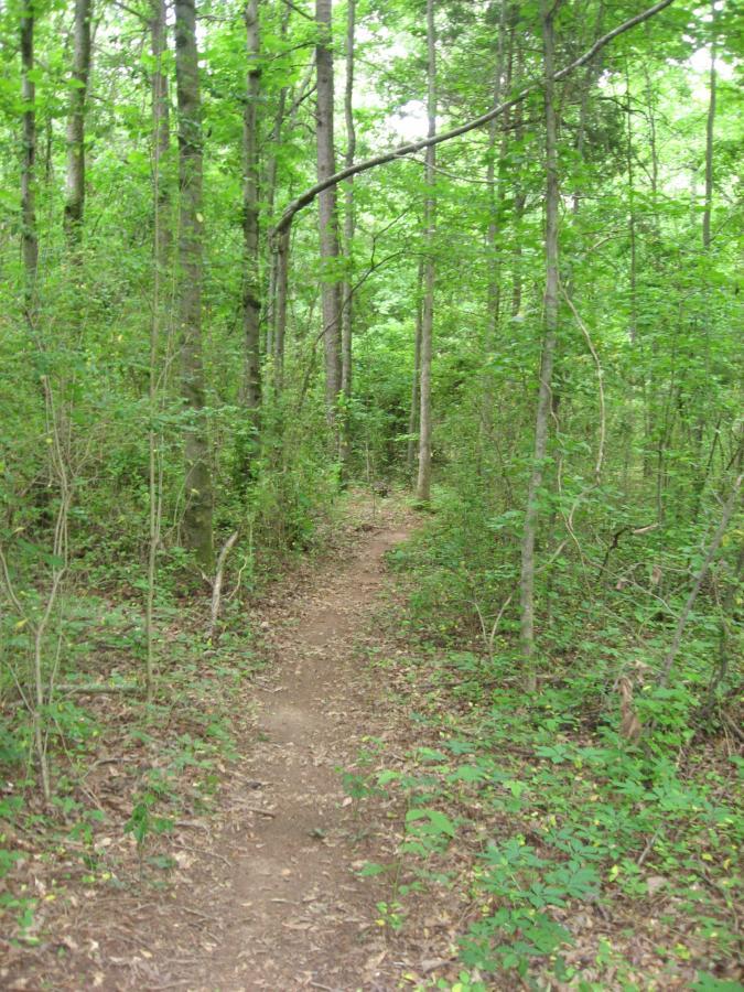 A narrow dirt path winding through a lush, green forest filled with tall trees and dense underbrush. The scene is vibrant with foliage, creating a natural, serene atmosphere. Hawkes Creek mountain bike trail.