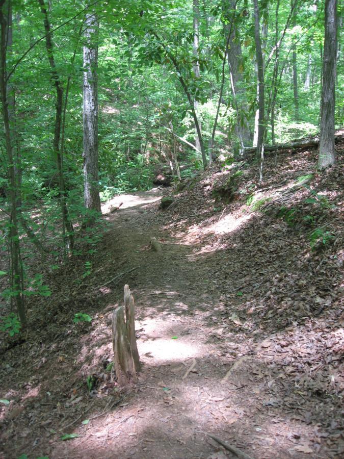 A narrow dirt path winding through a lush green forest, surrounded by tall trees and patches of sunlight filtering through the leaves. Fallen leaves cover the ground, and a few small rocks are scattered along the trail. Lake Herrick mountain bike trail.