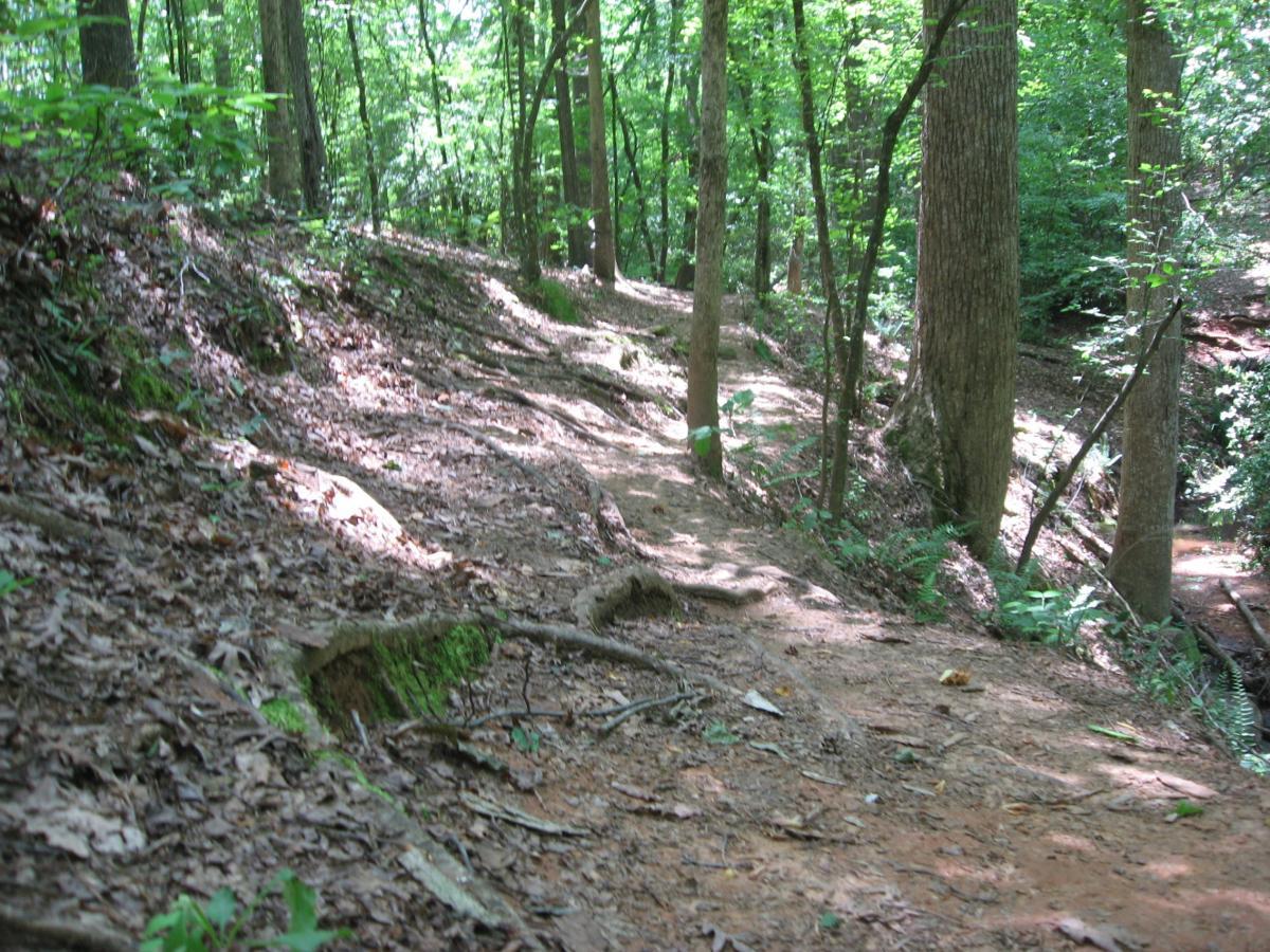 A winding dirt trail lined with trees and scattered leaves, leading through a lush green forest. Sunlight filters through the foliage, casting gentle shadows on the path. Visible tree roots protrude along the trail, adding texture to the natural scenery. Lake Herrick mountain bike trail.