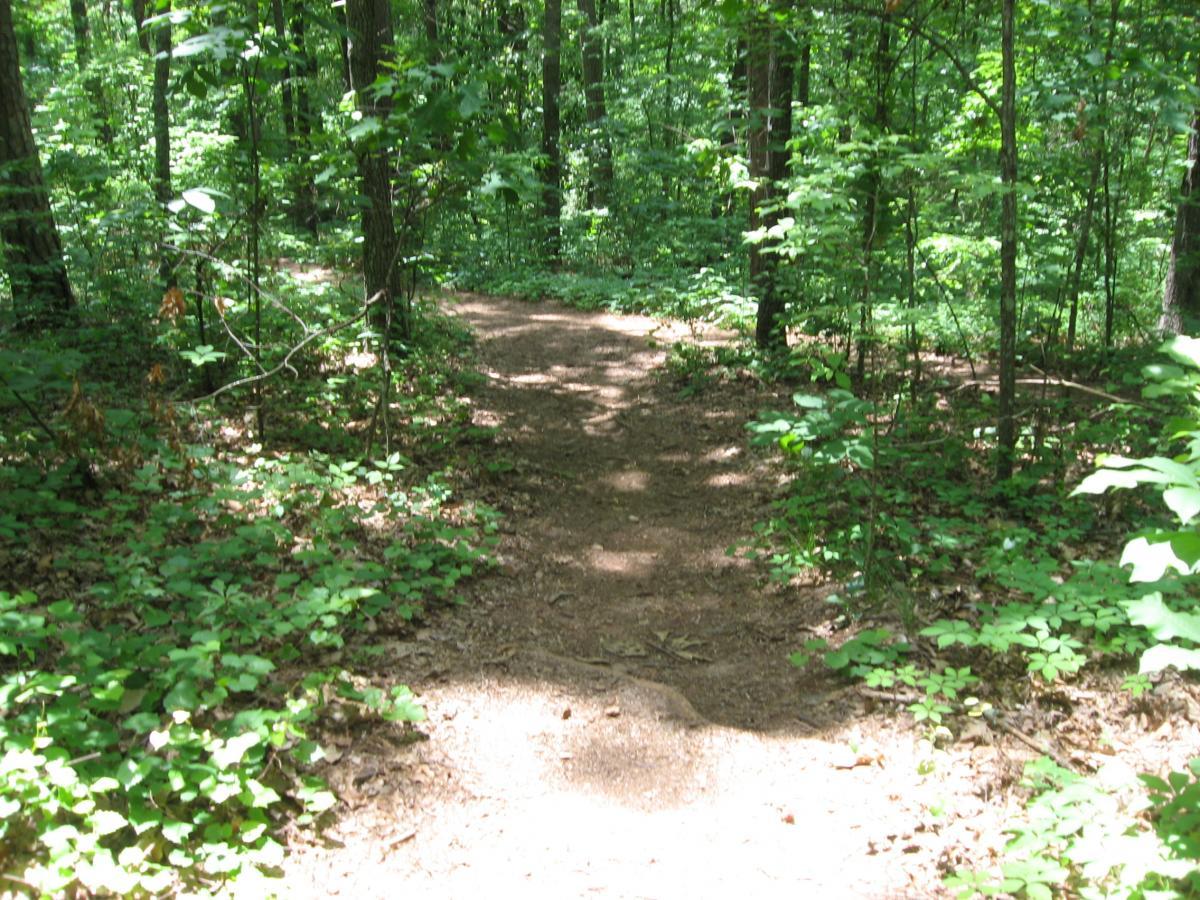 A winding dirt path through a lush green forest, surrounded by tall trees and vibrant foliage. Sunlight filters through the leaves, creating a dappled effect on the ground. The trail splits into two directions, suggesting an adventurous choice ahead. Lake Herrick mountain bike trail.
