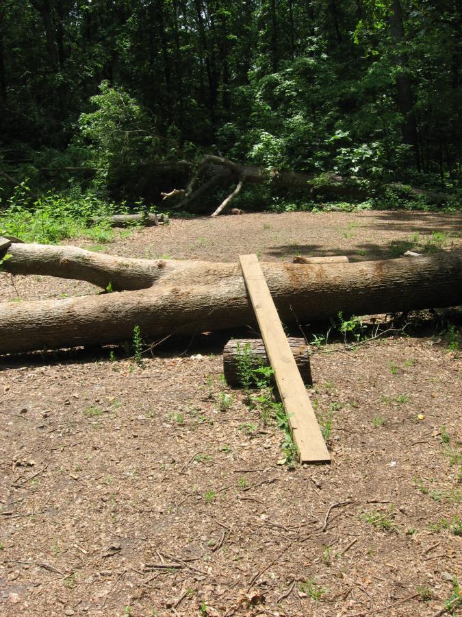 A fallen tree trunk lies across a dirt path in a forested area, with a wooden plank positioned on top as a makeshift bridge. Surrounding greenery includes various shrubs and trees, creating a natural setting. Sunlight filters through the canopy, casting a warm glow on the scene. Lake Herrick mountain bike trail.