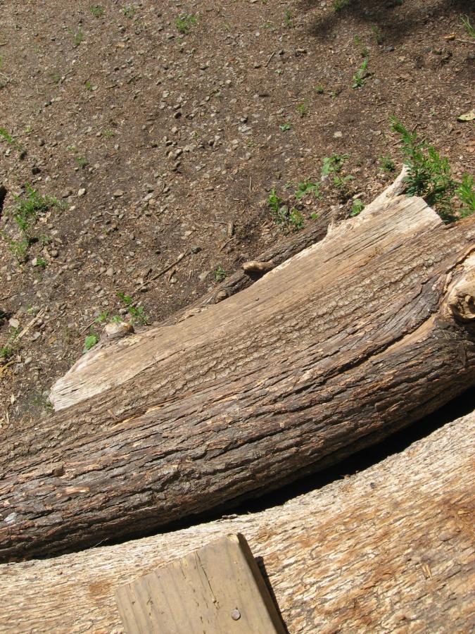 A close-up view of a log resting on a dirt ground, surrounded by small stones and patches of green grass. The log has a rough, textured surface, showcasing its natural wood grain. Lake Herrick mountain bike trail.