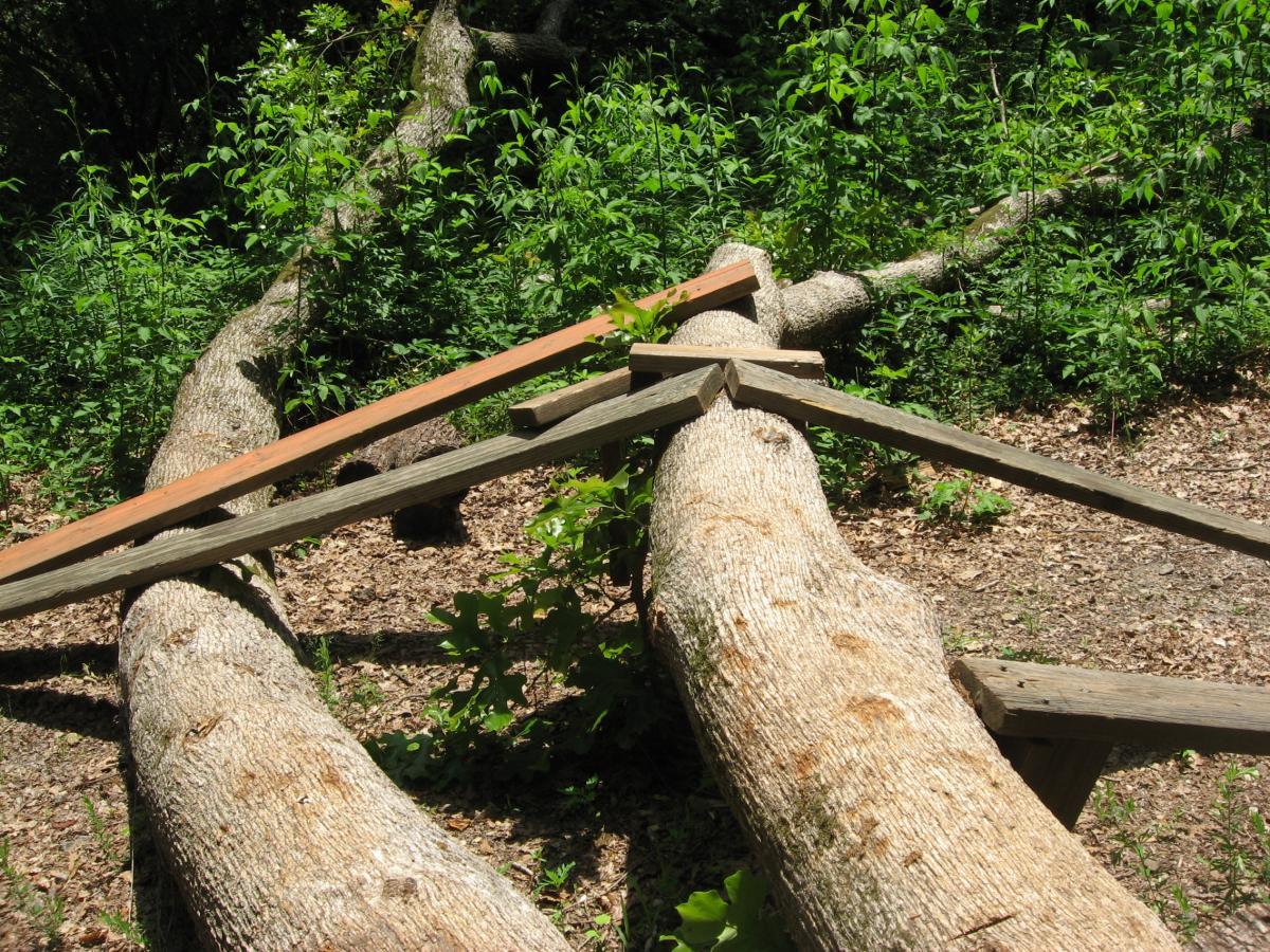 Wooden beams intersect over a large fallen tree in a lush, green forest setting. Sunlight filters through the trees, casting natural light on the scene, which is surrounded by various plants and foliage. The ground is covered with leaves and dirt, highlighting the natural environment. Lake Herrick mountain bike trail.