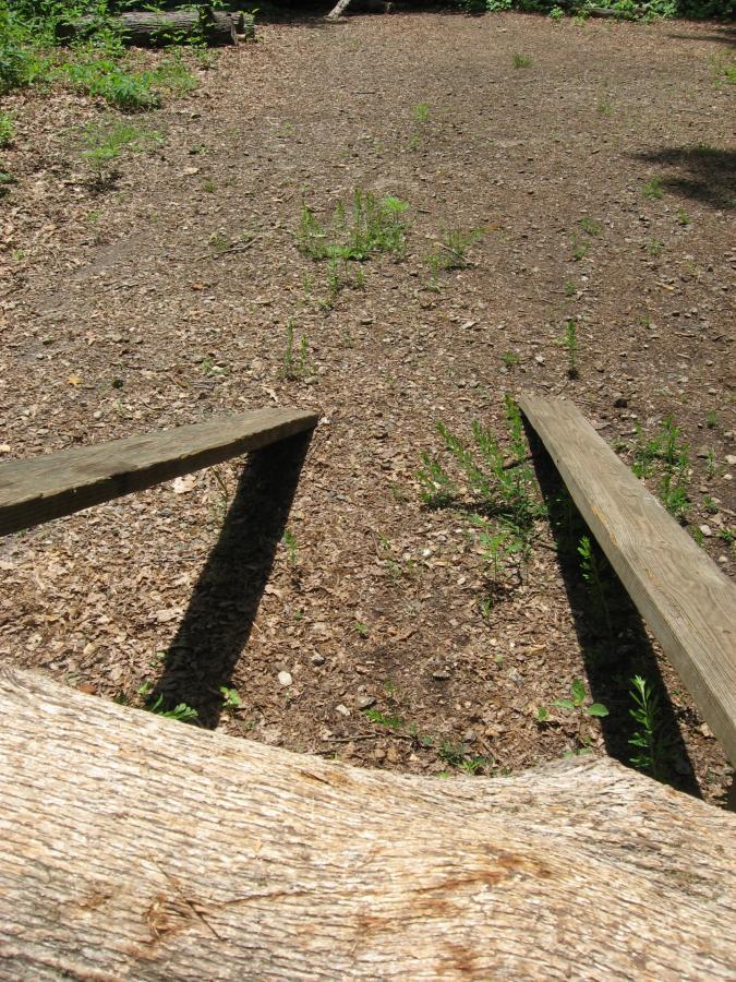 A view from above of a small dirt area with scattered gravel and small green plants. There are two wooden planks extending towards the ground from the edge of a log, forming a makeshift step or ramp. Sunlight casts shadows on the ground, indicating a clear day in a natural setting. Lake Herrick mountain bike trail.