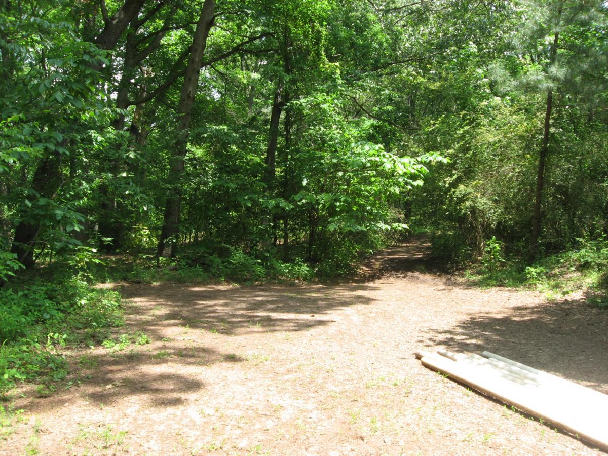 A sunny forest path surrounded by lush greenery and trees. The path splits into two directions, with dappled sunlight creating shadows on the ground. A wooden plank is placed along the edge of the trail. Lake Herrick mountain bike trail.